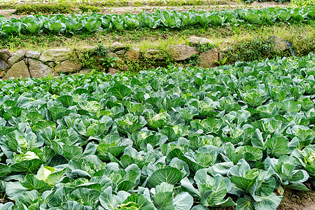 田地里的蔬菜图片