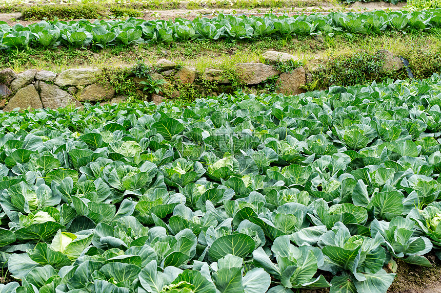 田地里的蔬菜