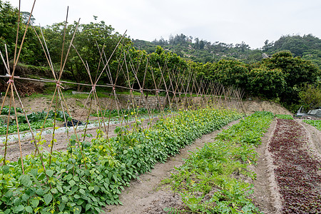 露天种植田地里的蔬菜背景