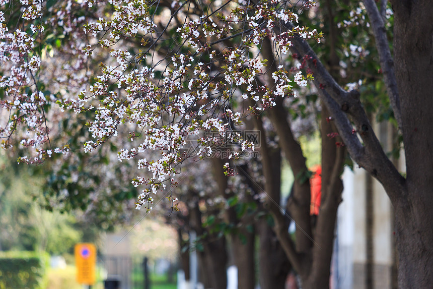 西安小雁塔樱花图片