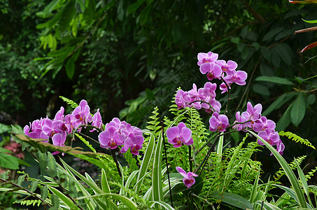 上海辰山植物园热带植物蝴蝶兰高清图片