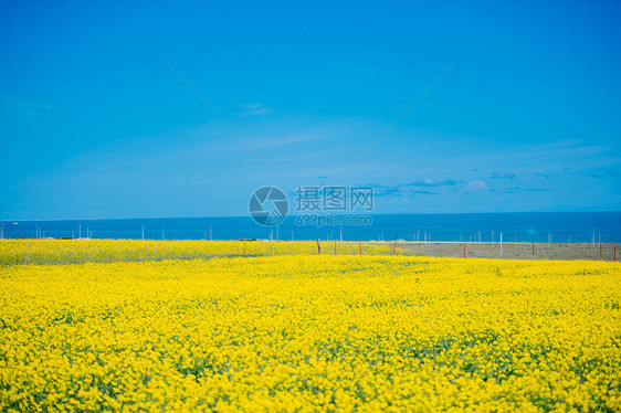 青海湖边图片