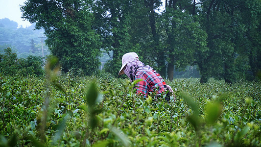 茶农采摘茶叶江南采茶劳动图片