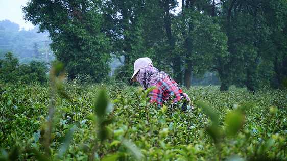 茶农采摘茶叶江南采茶劳动图片