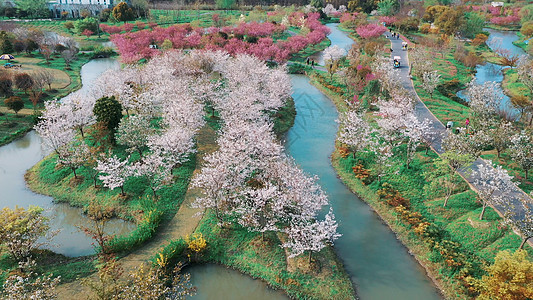 顾村公园春季花开图片