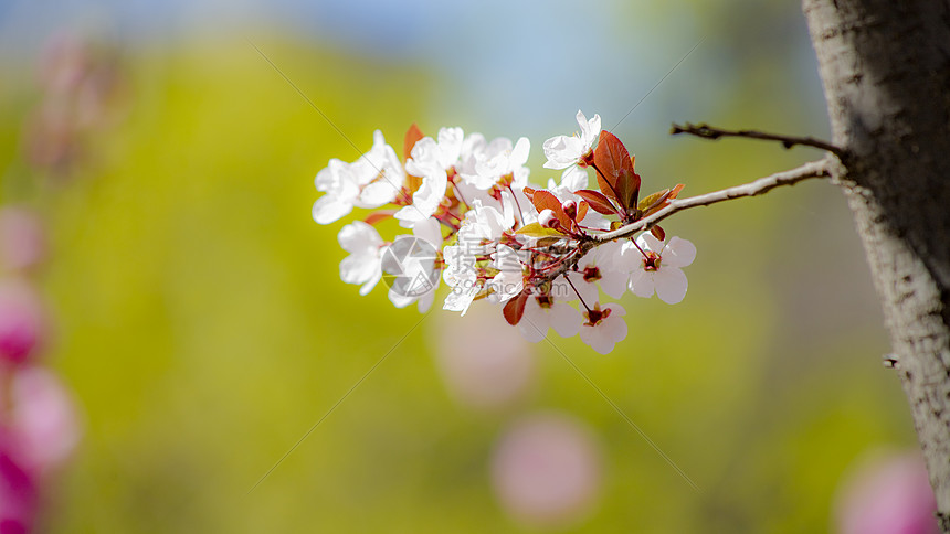 紫叶李花图片