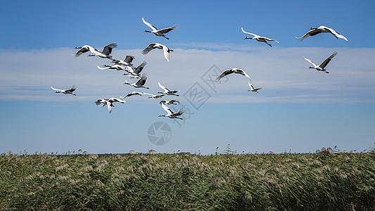 齐齐哈尔扎龙湿地景区丹顶鹤飞翔高清图片
