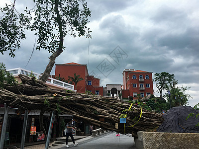 台风刮倒百年大树高清图片