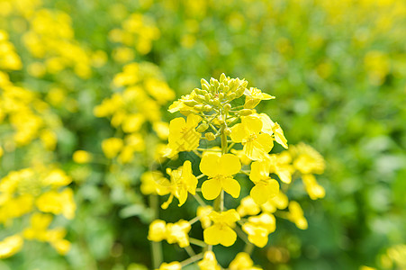 油菜花图片