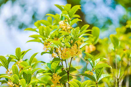 八月飘香桂花秋天的桂花香气四溢背景