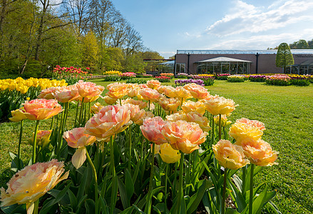 郁金香花海郁金香花园背景