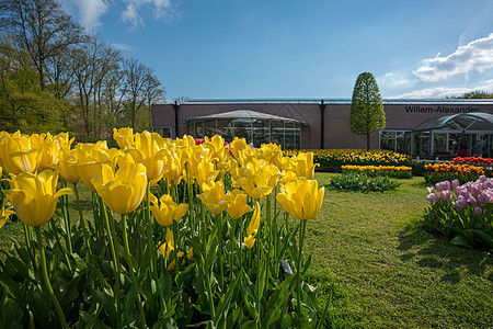 郁金香花园图片