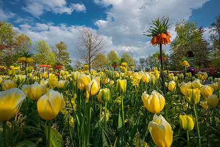 郁金香花园荷兰花园高清图片