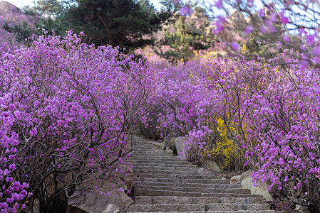 杜鹃花春季赏花春季自然风光青岛大珠山杜鹃花背景