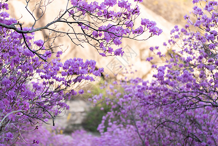 杜鹃花春季赏花春季自然风光青岛大珠山杜鹃花背景