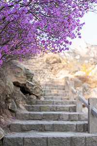 杜鹃花春季赏花春季自然风光青岛大珠山杜鹃花背景