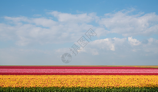 郁金香花海图片