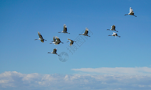 齐齐哈尔扎龙湿地景区飞行的丹顶鹤背景图片