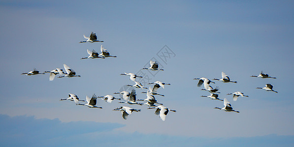 禁毒公益齐齐哈尔扎龙湿地景区飞行的丹顶鹤背景