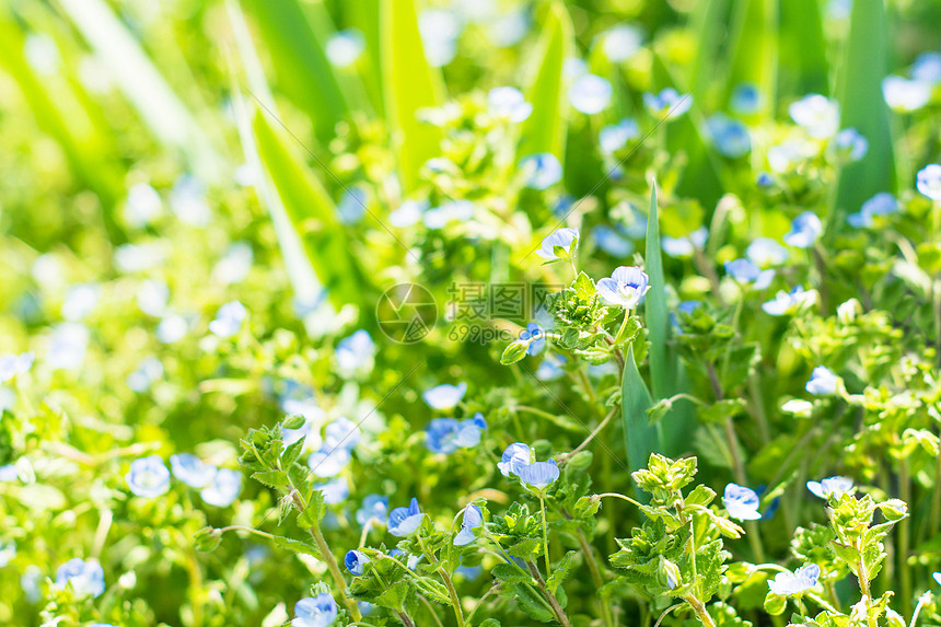 春天的绿草花蓝天图片