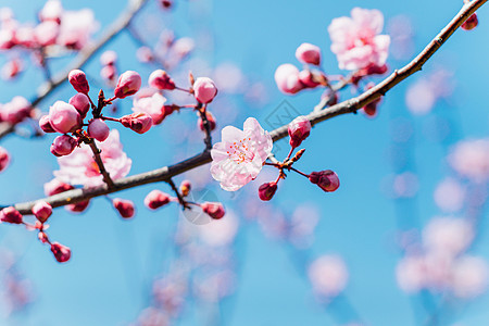春天的樱花与蓝天图片