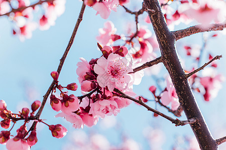 春天的多瓣樱花图片