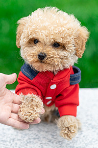 可爱贵宾犬握手图片