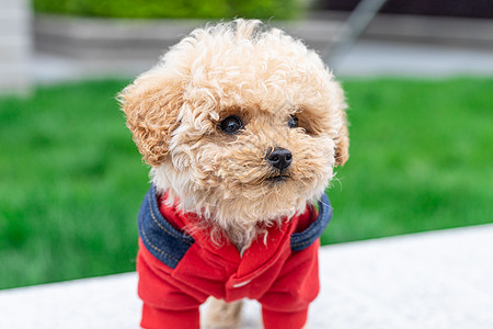 可爱贵宾犬背景图片