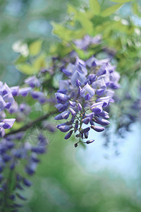 花草园林里的紫藤花开背景