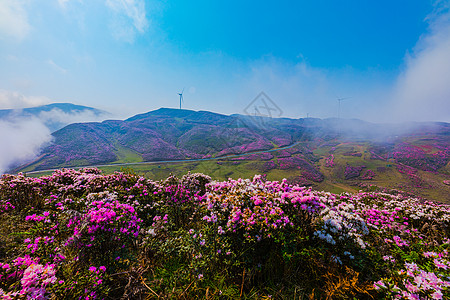 杜鹃花开贵州乌蒙大草原杜鹃花海背景