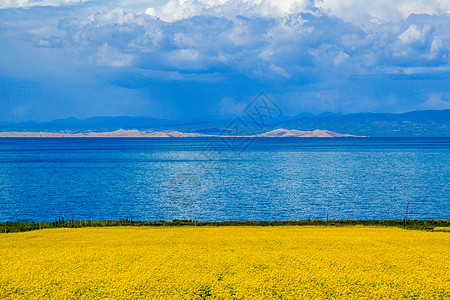 青海湖油菜花海美景图片