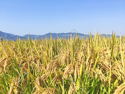 金秋丰收的水稻成熟高清图片素材