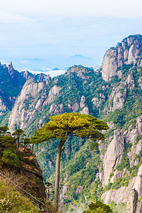 江西三清山奇景松柏图片