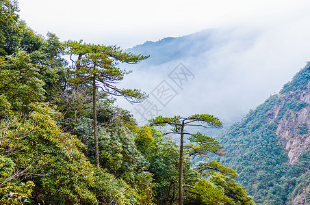 江西三清山森林松柏图片