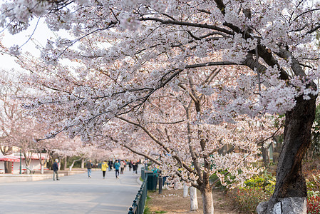 青岛中山公园樱花春季自然风光樱花背景