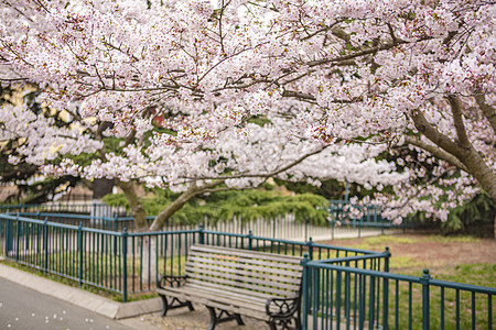青岛中山公园盛开的樱花图片