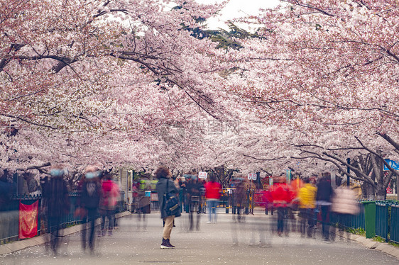 青岛中山公园盛开的樱花赏樱的人群图片