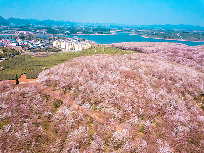 樱花晚期凋落航拍图片背景