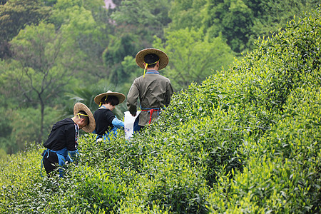 茶园图片