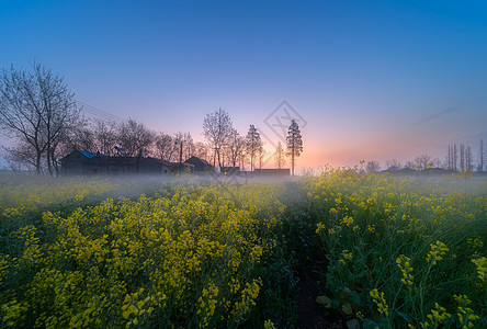 背景素材城市春意盎然油菜花美景背景