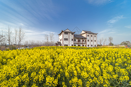 郊外踏春油菜花春景图片