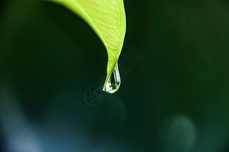 雨滴 水珠图片