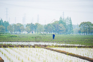 水稻田谷雨图片