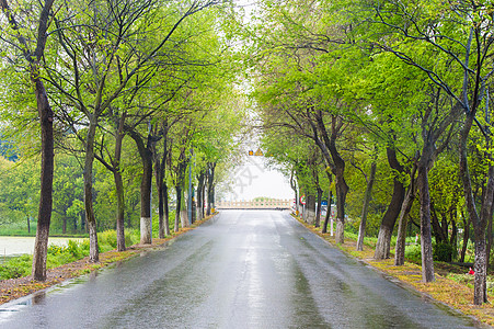 雨后林荫道背景图片