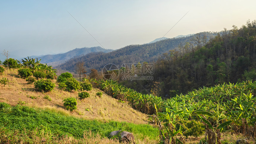 泰国北部拜县山地山村树林芭蕉图片