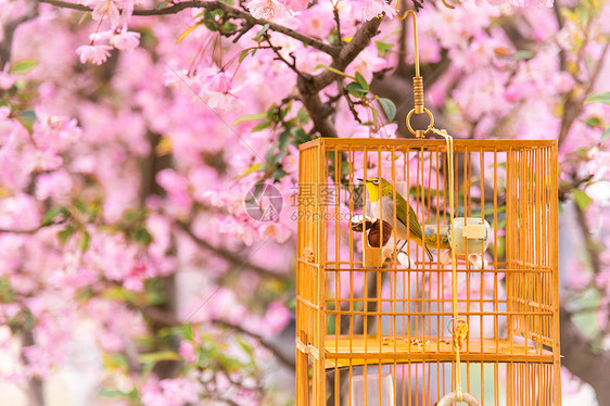 春天的植物海棠花与鸟笼里的鸟图片