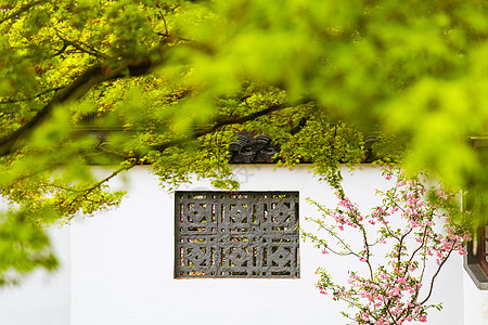 古风窗户素材春天的绿色植物枫叶与传统古典窗户背景