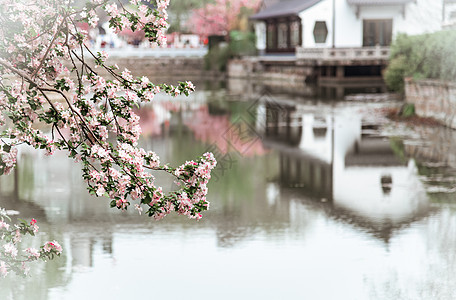 南京莫愁湖公园春天的植物海棠花图片