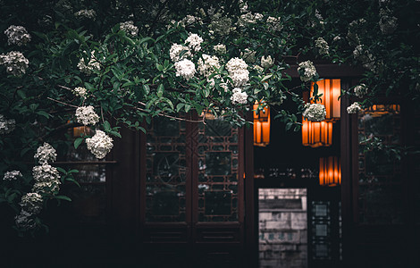 春天南京清凉山崇正书院的植物绣球花与古代建筑高清图片