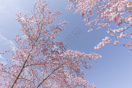 樱花树花瓣飘落樱花盛开背景